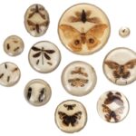 Eleven Sets of Insects Cast in Resin